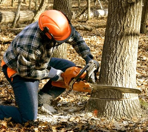 Tree Removal in Rochester, KY